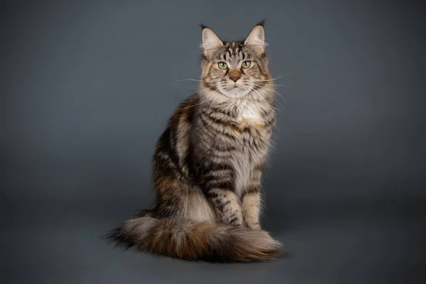 Gato Maine Coon Rojo Sobre Fondos Color —  Fotos de Stock