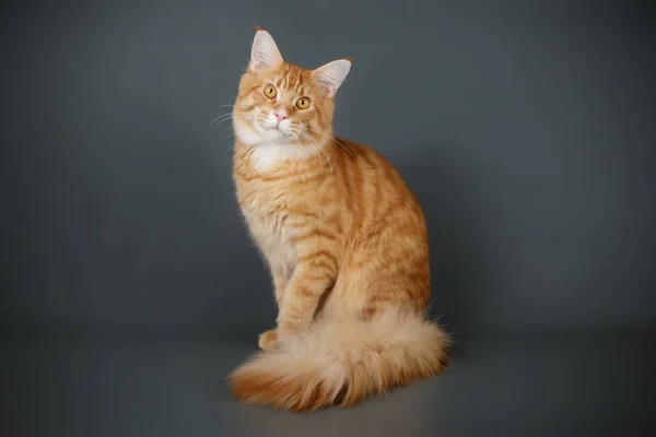 Maine Coon Röd Katt Färgad Bakgrund — Stockfoto