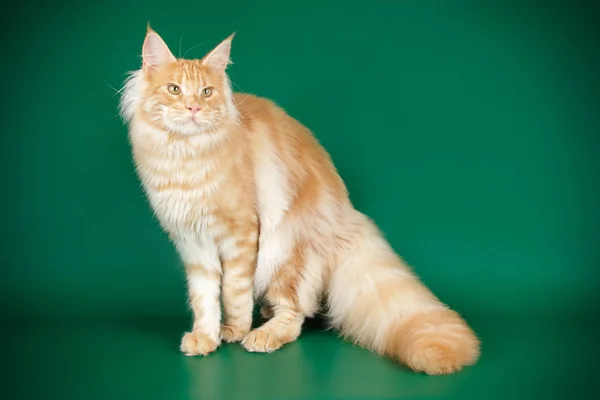 Gato Maine Coon Rojo Sobre Fondos Color — Foto de Stock