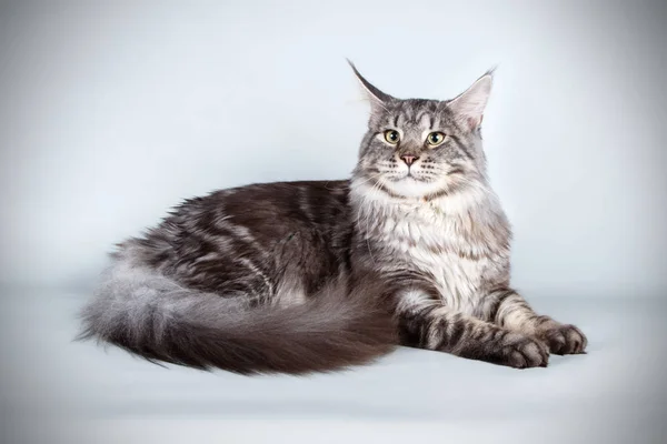 Renkli arka plan üzerinde kırmızı Maine Coon Kedi