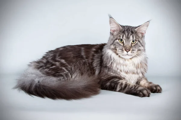 Gato Maine Coon Vermelho Sobre Fundos Coloridos — Fotografia de Stock