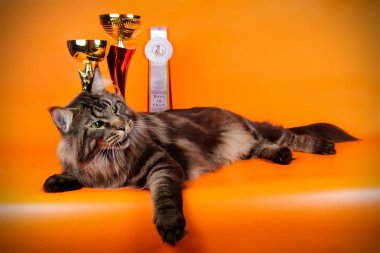 Renkli arka plan üzerinde kırmızı Maine Coon Kedi