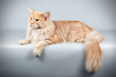 Renkli arka plan üzerinde kırmızı Maine Coon Kedi