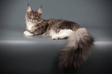 Renkli arka plan üzerinde kırmızı Maine Coon Kedi