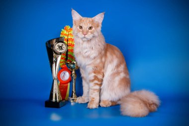 Renkli arka plan üzerinde kırmızı Maine Coon Kedi