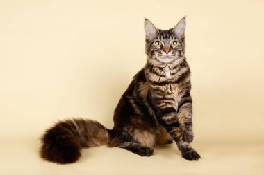 Renkli arka plan üzerinde kırmızı Maine Coon Kedi