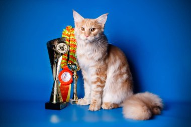 Renkli arka plan üzerinde kırmızı Maine Coon Kedi
