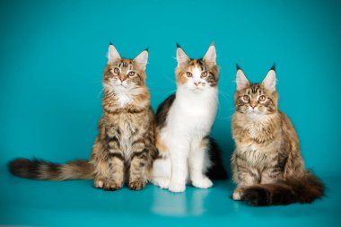 Renkli arka plan üzerinde kırmızı Maine Coon Kedi