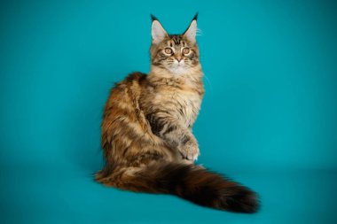 Renkli arka plan üzerinde kırmızı Maine Coon Kedi