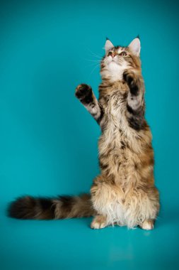 Renkli arka plan üzerinde kırmızı Maine Coon Kedi