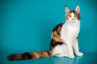 Renkli arka plan üzerinde kırmızı Maine Coon Kedi