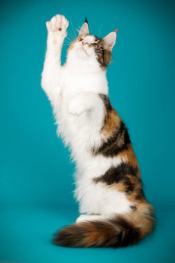 Renkli arka plan üzerinde kırmızı Maine Coon Kedi