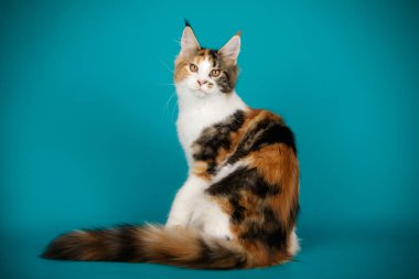 Renkli arka plan üzerinde kırmızı Maine Coon Kedi