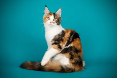 Renkli arka plan üzerinde kırmızı Maine Coon Kedi