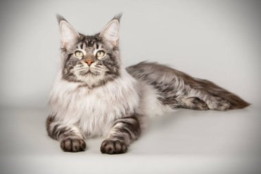 Renkli arka plan üzerinde kırmızı Maine Coon Kedi