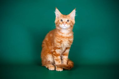 Renkli arka plan üzerinde kırmızı Maine Coon Kedi