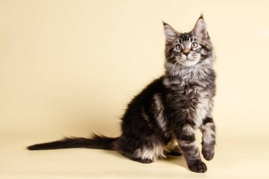 Renkli arka plan üzerinde kırmızı Maine Coon Kedi