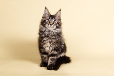 Renkli arka plan üzerinde kırmızı Maine Coon Kedi