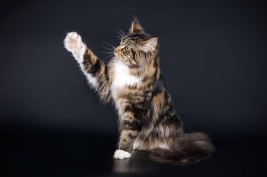 Renkli arka plan üzerinde kırmızı Maine Coon Kedi