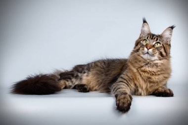 Renkli arka plan üzerinde kırmızı Maine Coon Kedi