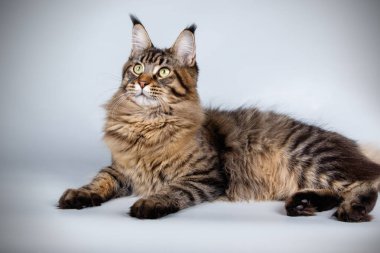 Renkli arka plan üzerinde kırmızı Maine Coon Kedi