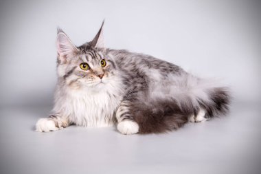 Renkli arka plan üzerinde kırmızı Maine Coon Kedi