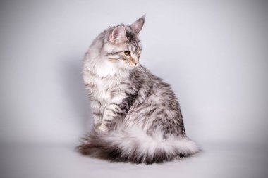 Renkli arka plan üzerinde kırmızı Maine Coon Kedi
