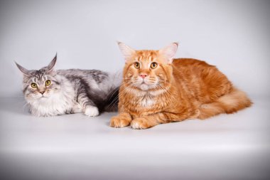 Renkli arka plan üzerinde kırmızı Maine Coon Kedi