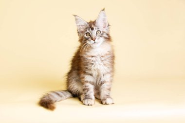 Renkli arka plan üzerinde kırmızı Maine Coon Kedi