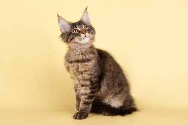 Renkli arka plan üzerinde kırmızı Maine Coon Kedi