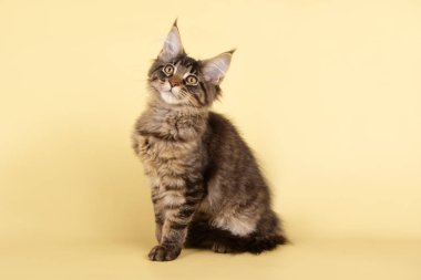 Renkli arka plan üzerinde kırmızı Maine Coon Kedi