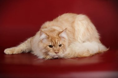 Renkli arka plan üzerinde kırmızı Maine Coon Kedi