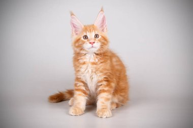 Renkli arka plan üzerinde kırmızı Maine Coon Kedi