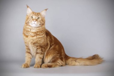 Renkli arka plan üzerinde kırmızı Maine Coon Kedi