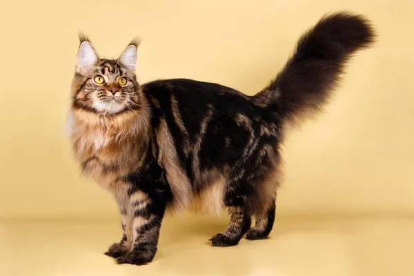 Maine Coon Röd Katt Färgad Bakgrund — Stockfoto