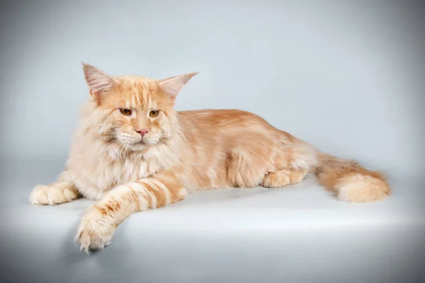 Gato Maine Coon Vermelho Sobre Fundos Coloridos — Fotografia de Stock