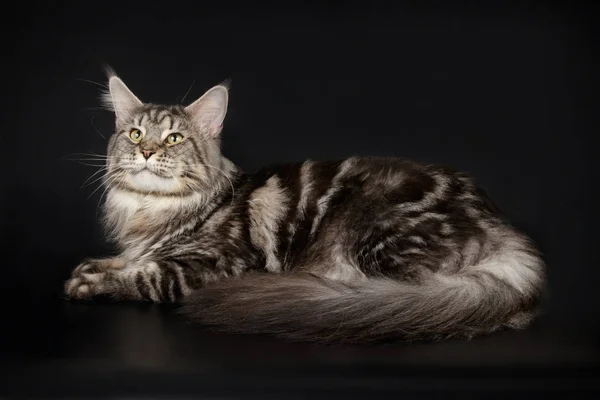 Maine Coon Red Cat Colored Backgrounds — Stock Photo, Image