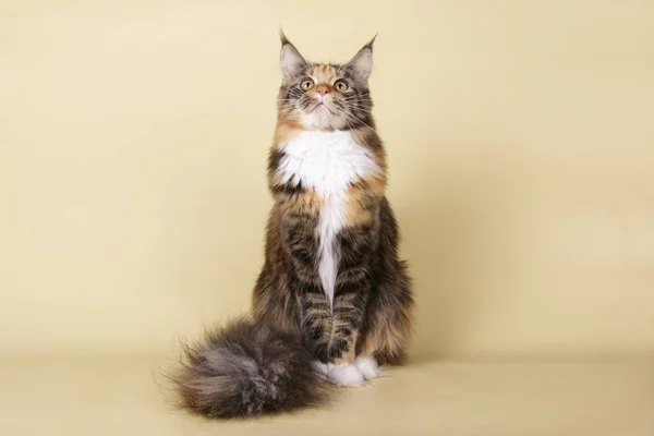 Maine Coon Röd Katt Färgad Bakgrund — Stockfoto