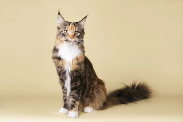 Chat Maine Coon Rouge Sur Fond Coloré — Photo