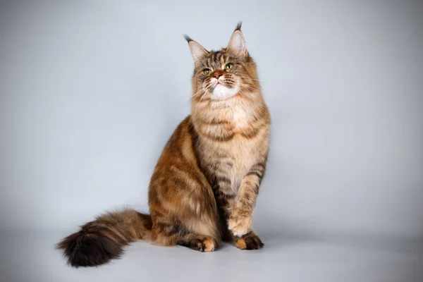 Renkli Arka Plan Üzerinde Kırmızı Maine Coon Kedi — Stok fotoğraf