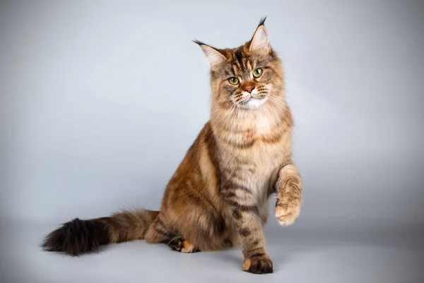 Мейн Кун Червоний Кіт Кольорові Столу — стокове фото