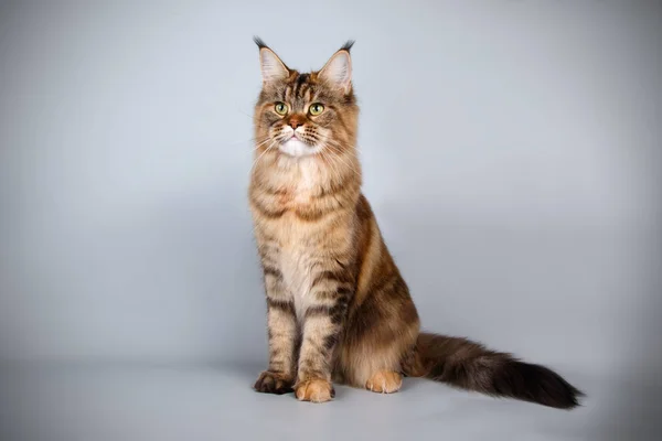 Gato Maine Coon Vermelho Sobre Fundos Coloridos — Fotografia de Stock