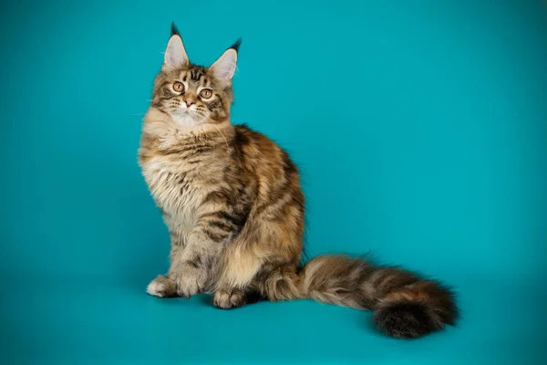 Színes Háttérrel Vörös Maine Coon Macska — Stock Fotó