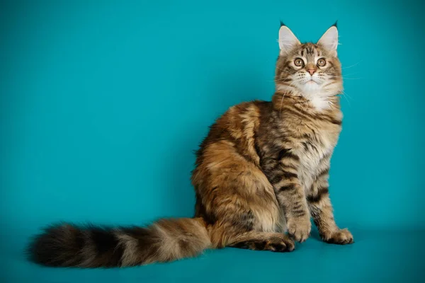 Renkli Arka Plan Üzerinde Kırmızı Maine Coon Kedi — Stok fotoğraf