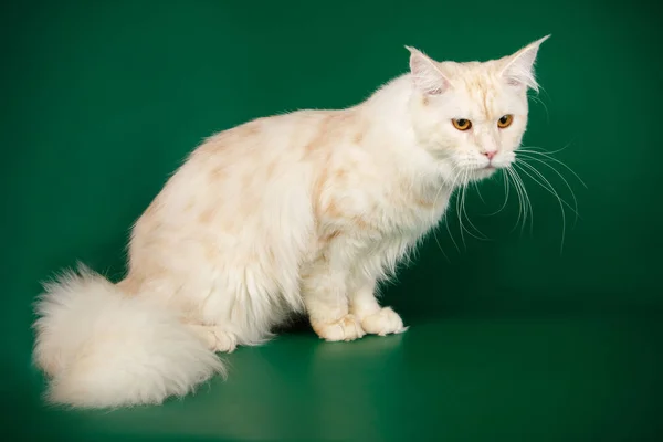 Maine Coon Rode Kat Een Gekleurde Achtergrond — Stockfoto