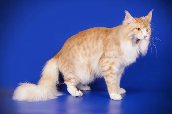 Maine Coon Red Cat Colored Backgrounds — Stock Photo, Image