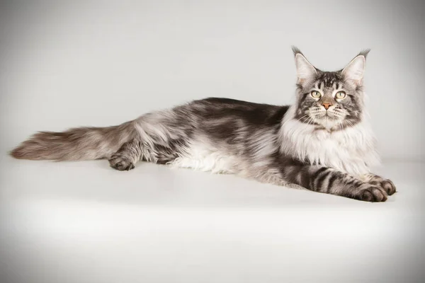 Gato Maine Coon Vermelho Sobre Fundos Coloridos — Fotografia de Stock