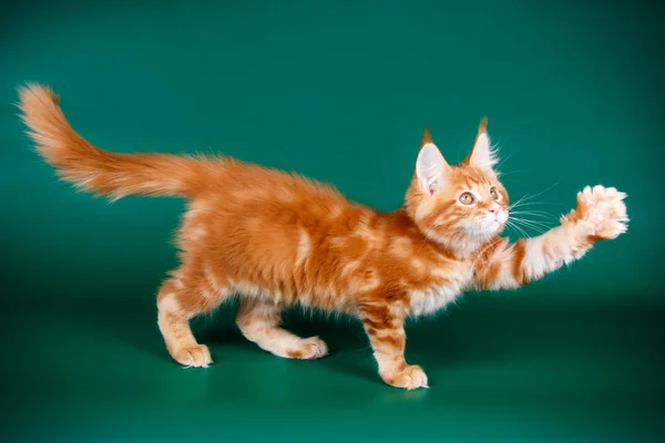 カラーの背景に赤のメインあらいくま猫 — ストック写真