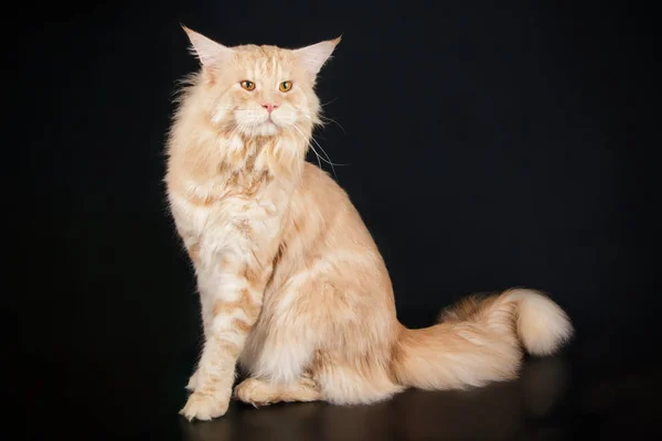 Maine Coon Rode Kat Een Gekleurde Achtergrond — Stockfoto