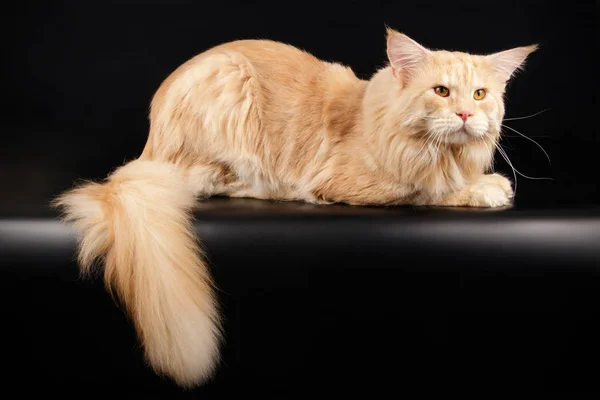 Кошки Мейн Кун Красный Цветной Фон — стоковое фото